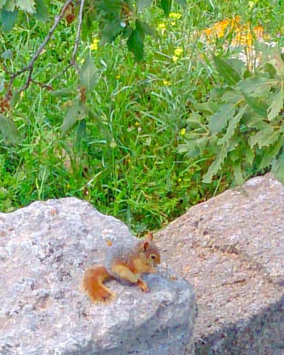 Truva, Çanakkale — kare 3