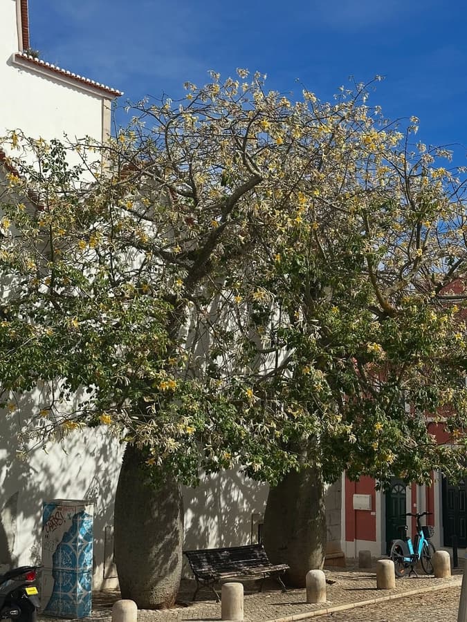 Cascais, Lizbon yakını — kare 5